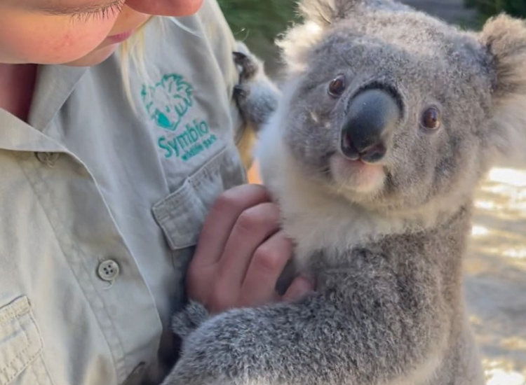 Khu bảo tồn gấu Koala Úc với các hoạt động chăm sóc và bảo vệ động vật hoang dã